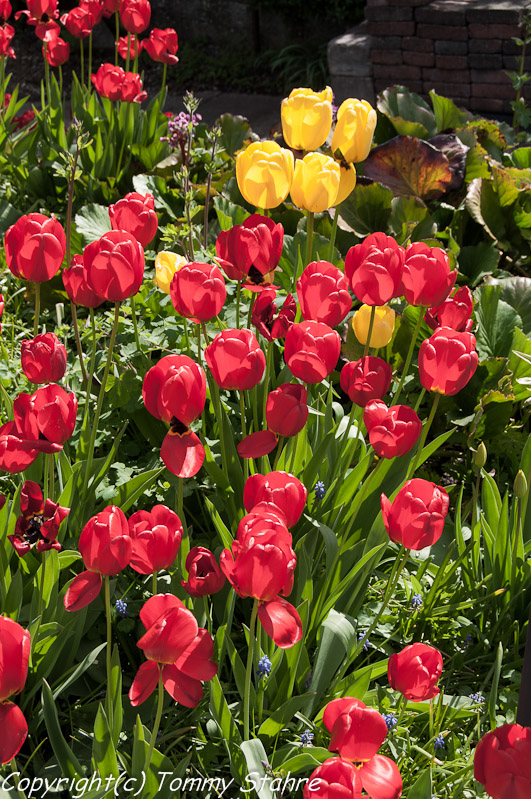 Danmarksresan maj 2012